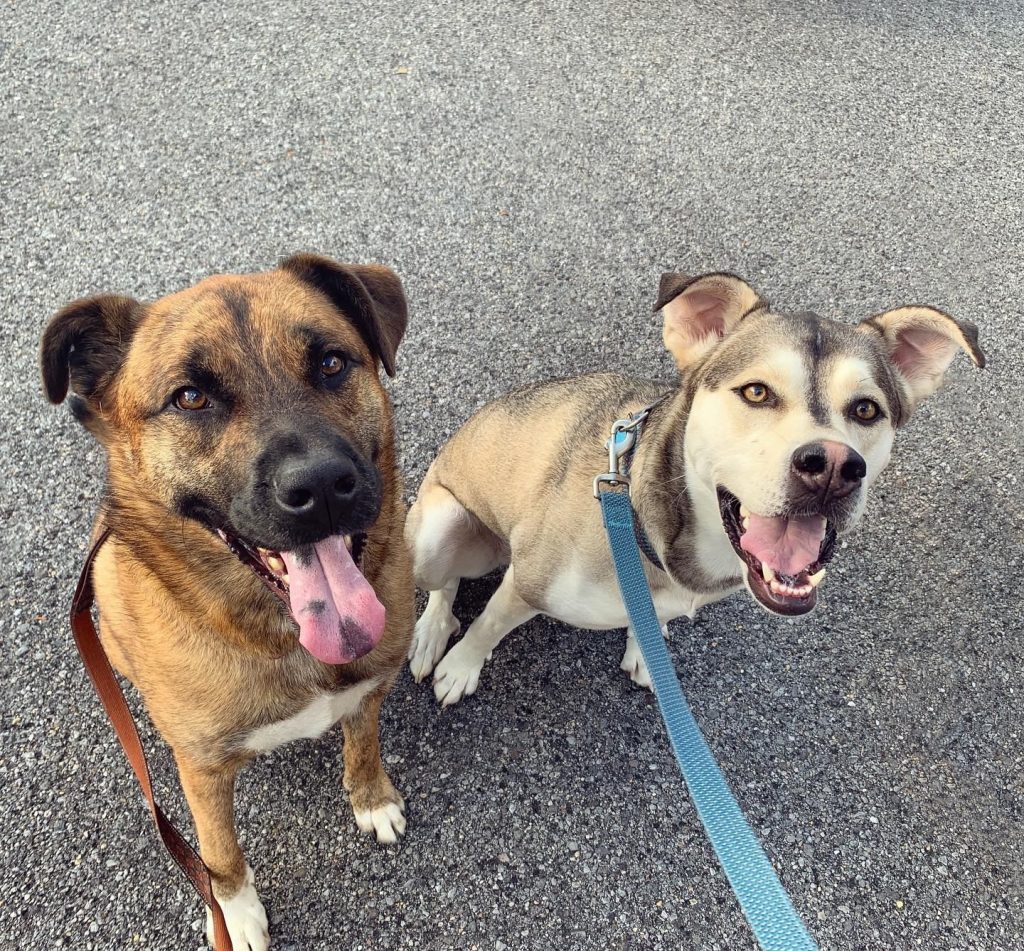 Top 10 Tech Gadgets for Your Pets